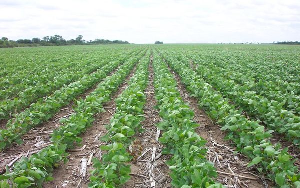 High Quality Argentine Soybean from 아르헨티나 supplied by Chadileo S.R.L. - Medium 대두
