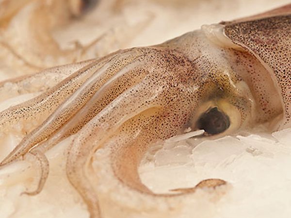 Squid from South Africa supplied by Gordon's Bay Fisheries - European Flying Squid (=Todarodes sagittatus) Frozen Squid