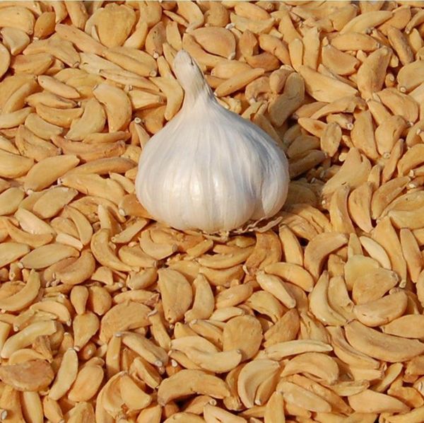 Garlic from 인도 supplied by Euro Foods Industries - Cloves 신선 마늘