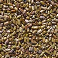 Cassia Tora Seeds from 인도 supplied by Noorani Industries - 말린 일반 콩