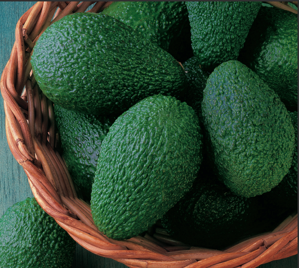 Avocado from 스페인 supplied by Grupo La Caña (Miguel Garcia Sanches e Hijos SA) - Greenskin 신선 아보카도