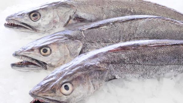 Hake from Ireland supplied by O Cathain Iasc Teo - Fresh (=Chilled=Raw) Fresh Hake
