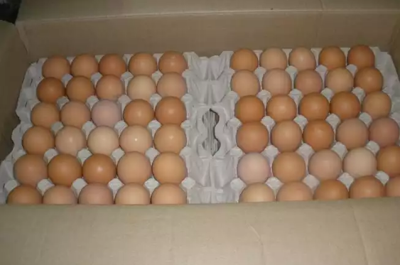Chicken eggs from Ukraine supplied by JMAX UKRAINE LLC - Chicken Egg