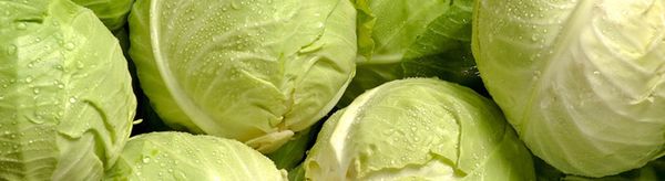 Fresh Cabbage from 네덜란드 supplied by Mooij Vegetables - Chinese Cabbage 신선 양배추