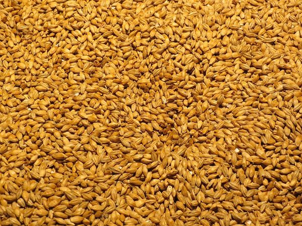 Barley from Russia supplied by LLC Nisa - Malting Barley Barley