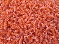 Pasta from 독일 supplied by Ribnitzer Homemade Pasta - 엔젤 헤어(=Capellini=Capelli d’Angelo) 생파스타