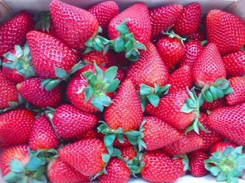 Fresh Strawberry from 스페인 supplied by TC Fruits - Sabrina 신선 딸기