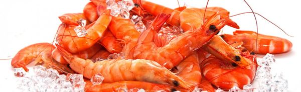Canadian Lobster from Belgium supplied by Daniels Azuur - Whole Frozen Common Lobster