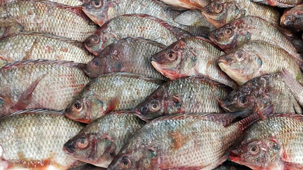 Frozen Fish from 가나 supplied by Stallion Group - With Bone 냉동 틸라피아