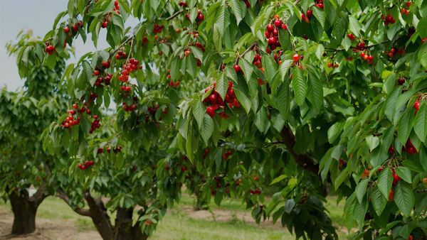 Fresh Cherry from 그리스 supplied by SEXTOS BROS NEA EXFRUT SA - Red 신선 체리