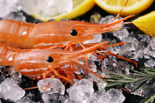 California Spot Prawns from 미국 supplied by Saraspe Seafoods - Spot Shrimp (=Pandalus platyceros=California Spot Prawn=Monterey Bay Spot Prawn) 신선 새우