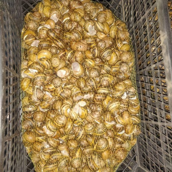 Live snails (Helix aspersa maxima/Helix aspersa Muller) from 우크라이나 supplied by JIFFY, LLC - Organic 기타 육류 가공품