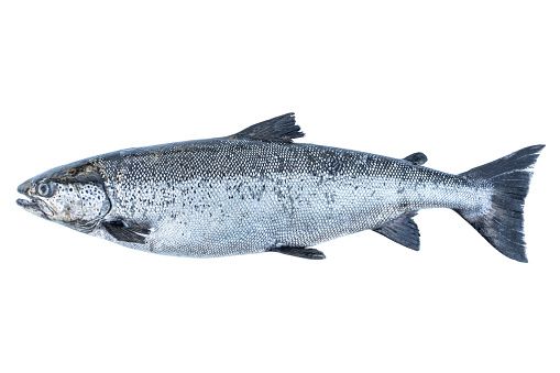Salmon from Denmark supplied by Ekko Fisk - Whole (=In The Round) Salmon