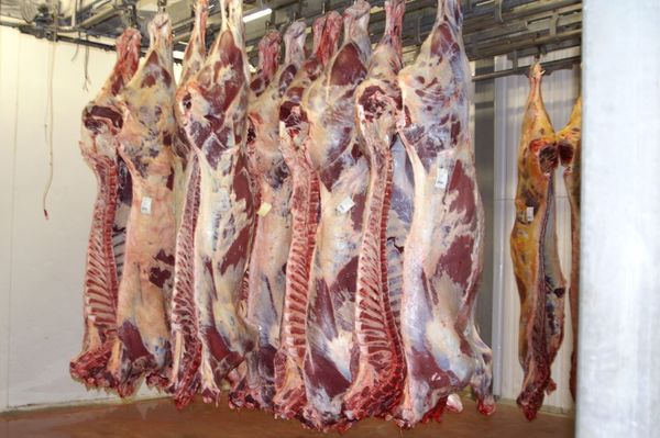 Beef from 말레이시아 supplied by Bangi Agro - Whole (=Carcasses) 신선 미절단 소고기
