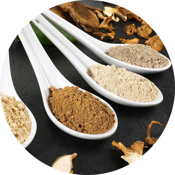 Organic Chaga Powder from 네덜란드 supplied by Health Ingredients Trading BV - Powder 차가버섯