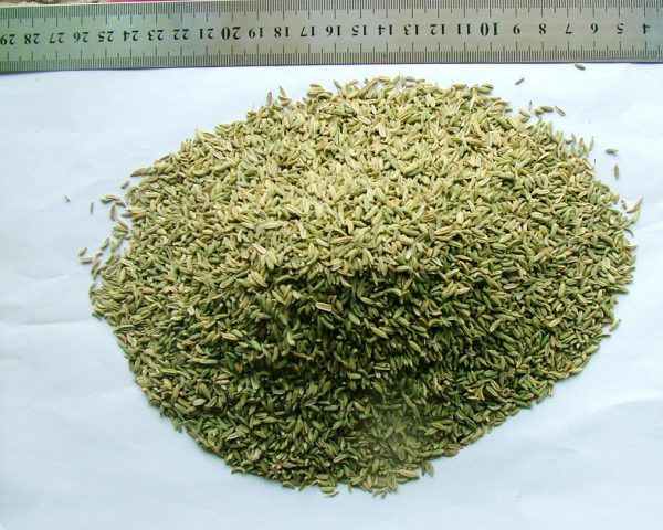 Fennel Seed from Egypt supplied by LAND SPICES CO - Conventional Fennel Seed