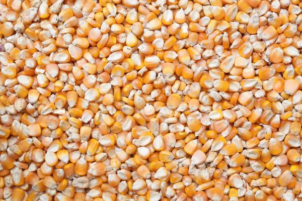 Corn from United States supplied by Ag Processing Inc. - Dried Maize (Corn)