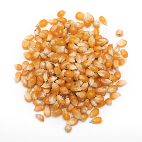 Corn from United States supplied by JAMES WEDEL FARMS - Dried Maize (Corn)