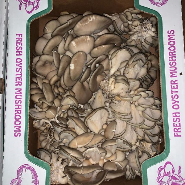 Mushroom from 미국 supplied by Lonestar Fruit & Vegetables Inc - Whole 느타리버섯