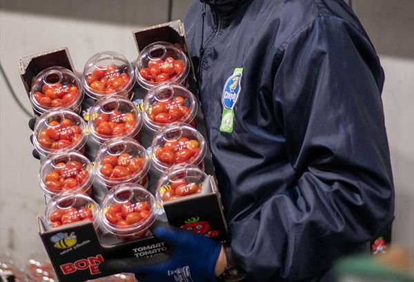 Tomato from Belgium supplied by Lejeune - Red Fresh Tomato