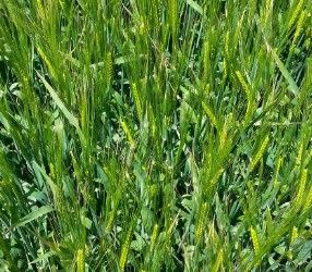 Cereal Seed - MILFORD from 뉴질랜드 supplied by Carrfields Limited - High Yielding Variety 소맥