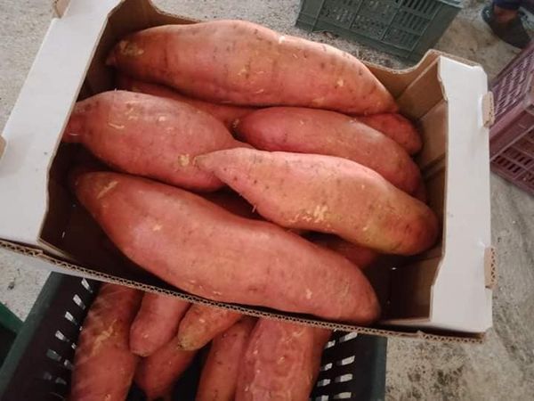 sweet potato from 이집트 supplied by ebe-t - Whole 채소 가공품