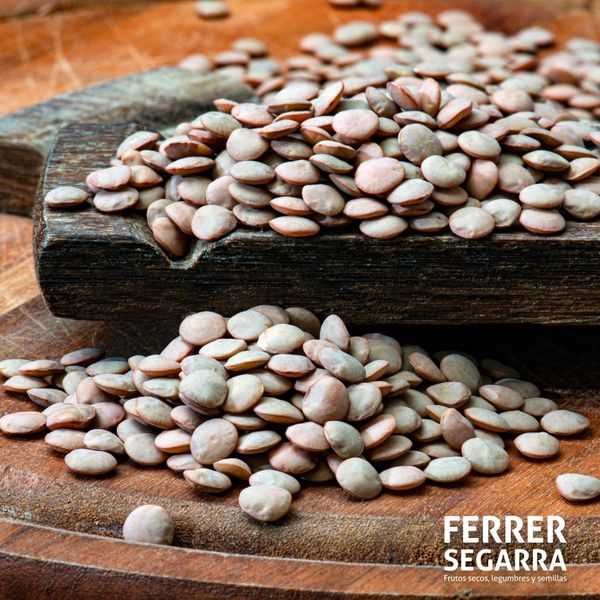 Lentil from 스페인 supplied by Ferrer Segarra - 흰색 말린 렌틸