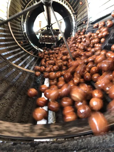 Premium Grade Macadamia Nut from 남아프리카공화국 supplied by Amber Mac (Pty) Ltd - 스타일 6(6-9mm) 마카다미아 알맹이