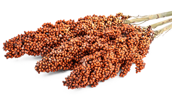 Sorghum from 호주 supplied by Network Grains Pty Ltd - For Food 수수