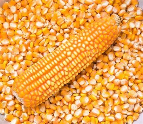 Corn from United States supplied by Mills Bros with Global Harvest - Dried Maize (Corn)