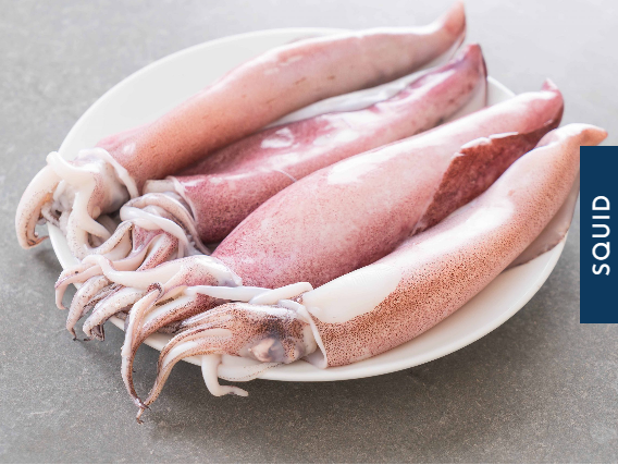 Squid from United States supplied by Arkshell Corporation - Fresh (=Chilled=Raw) Frozen Squid