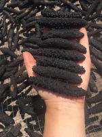 Dried Sea Cucumber from Turkiye supplied by Froog - Dried Frozen Sea Cucumber
