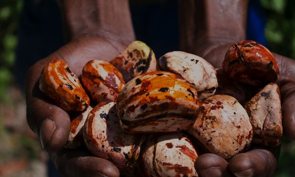 Kola Nuts from Jamaica supplied by Jamrow Trading and Manufacturing Co. Ltd. - Dried Kola Nut