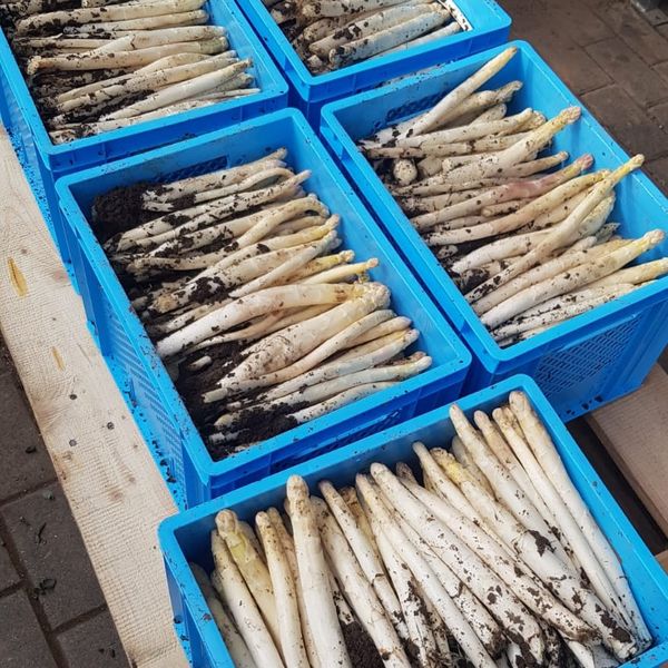 Fresh Asparagus from 독일 supplied by Spargelhof GmbH & Co. KG - White 신선 아스파라거스