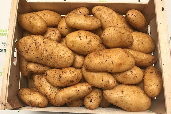 fresh spunta potato from Italy supplied by Antonio Bellipario Ortofrutta - Brown Fresh Common Potato