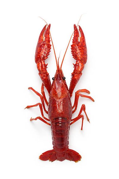 Crayfish from 노르웨이 supplied by Engelsviken Canning AS - Whole 가재