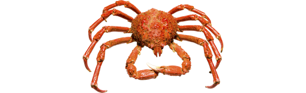 King Crab from 영국 supplied by MARDON PLC - Cooked 냉동 게