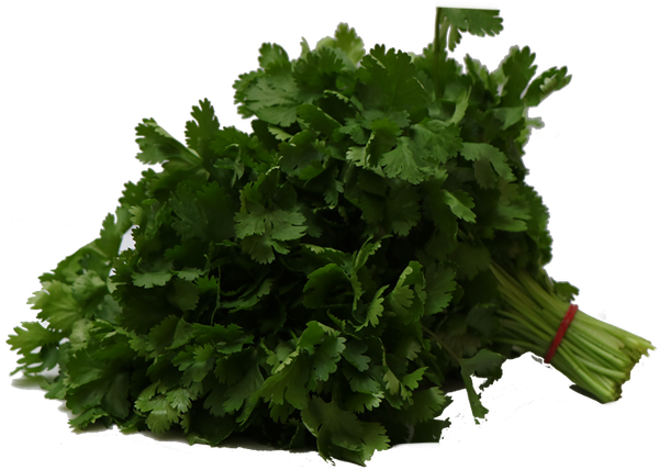 Coriander from Kenya supplied by Taste Kenya Exporters Ltd - Leaf Coriander