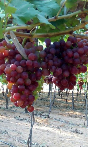 Grapes from 벨기에 supplied by MEDLY BVBA - Seedless 신선 포도