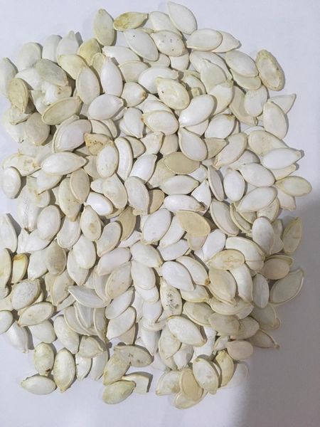 Pumpkin seeds - snow white from 우크라이나 supplied by M.A.R. PUMPKINSEEDS - As per customer's request 신선 호박