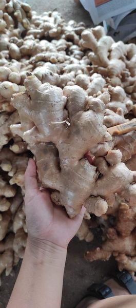 Ginger from 태국 supplied by OP Fruits Co., LTD. - Bulb 통생강