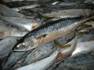 Frozen Common Mackerel from Mauritania supplied by Dasna Export - Whole (=In The Round) Frozen Mackerel
