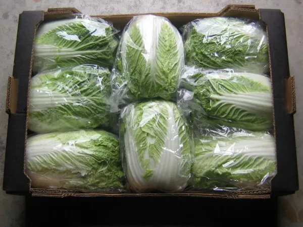 Chinese Cabbage from 스페인 supplied by Frutas Alhambra SL - 초록빛 신선 양배추