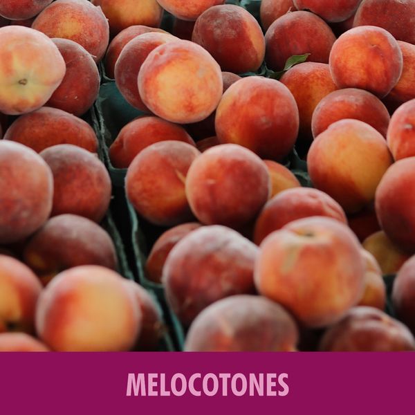 Fresh Nectarine from 스페인 supplied by Grupo el Ciruelo SL - Whole 신선 천도복숭아