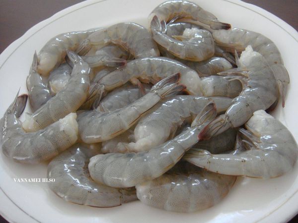 Frozen Vannamei Shrimp from Iran supplied by ATLAS SEA FOOD LTD. - Peeled - PUD Tail On (Peeled Undeveined Tail On) Frozen Common Shrimp & Prawn