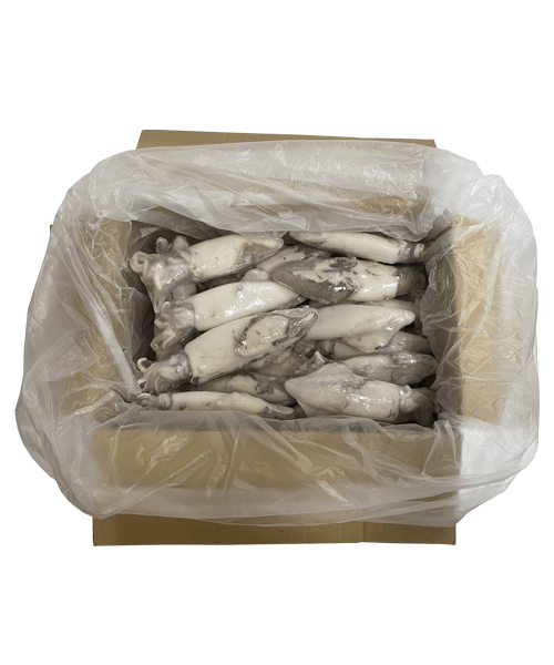 Squid from Spain supplied by Pescapisa SL - Whole Frozen Squid
