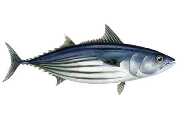 Skipjack from 미국 supplied by TRI MARINE - With Skin (=Skin On) 참치
