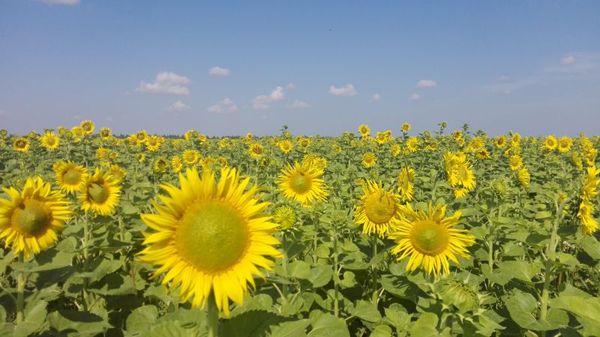 Sunflower seeds from 러시아 supplied by LLC OVP Pokrovskoe - Altruist 해바라기 씨