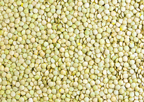 Lentil from Czechia supplied by Vega Vita Brno - Whole Dried Lentil