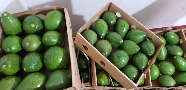 Avocado from Sri Lanka supplied by Colombo Affairs (Pvt) Ltd - Fresh (=Chilled) Fresh Avocado
